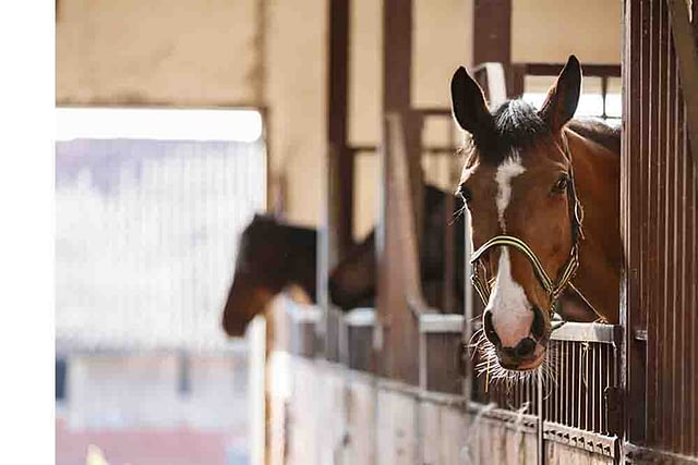 Equestrians and stables