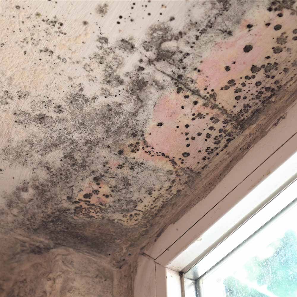 Mouldy room