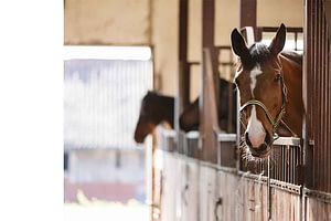 Stables and equestrians