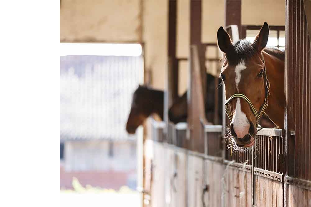 Stables and equestrians