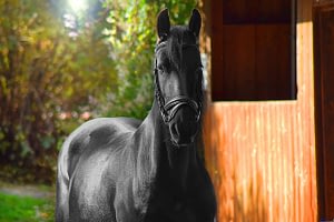 Horse stable