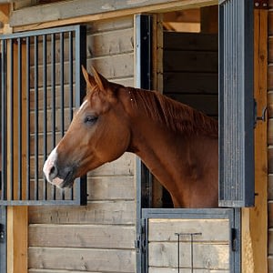 Equine Influenza Prevention